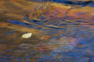 Abstract;Abstractions;Autumn;Big-South-Fork-National-Recreation-Area;Blue;Brook;